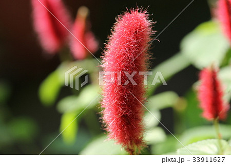 キャットテール キャットテール 33911627