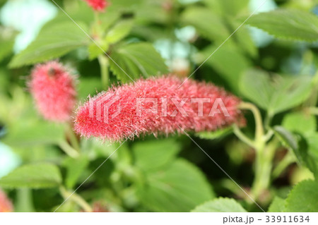 キャットテール 33911634