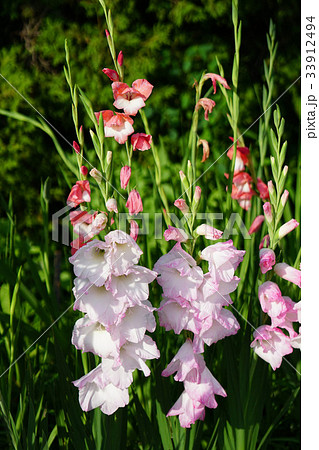 華麗なグラジオラス 華麗なグラジオラス 33912494