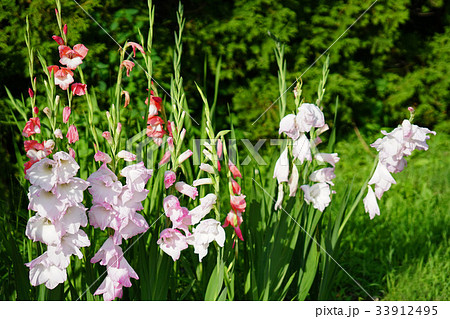 華麗なグラジオラス 33912495