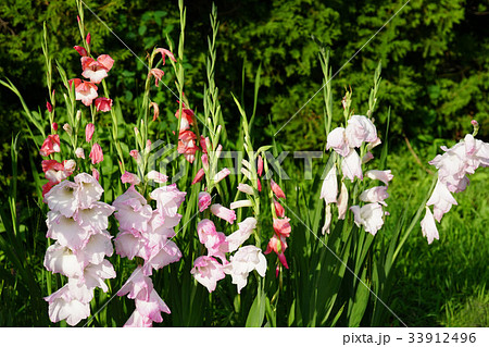 華麗なグラジオラス 33912496