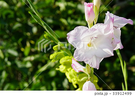 華麗なグラジオラス 33912499