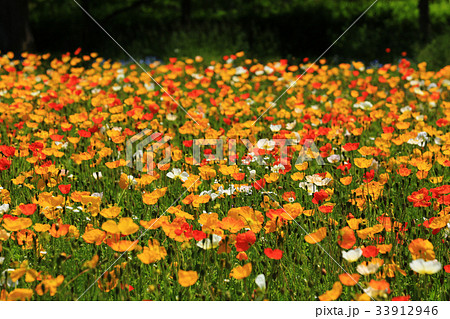 ぽぴー3119 33912946