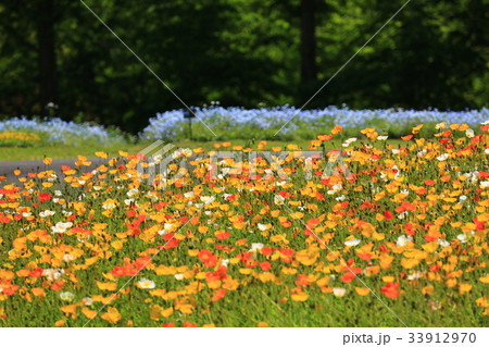 ぽぴー3155 ぽぴー3155 33912970