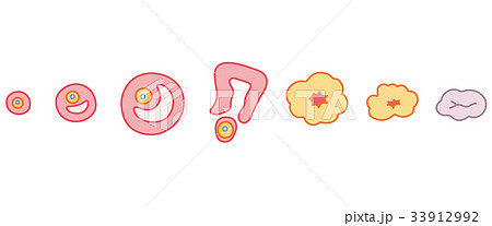 卵胞の変化 33912992