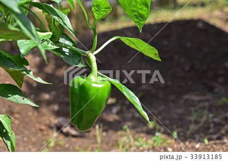ピーマン ピーマン 33913185