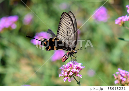 ジャコウアゲハ 33913221
