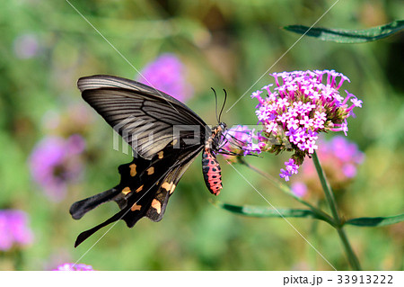 ジャコウアゲハ 33913222