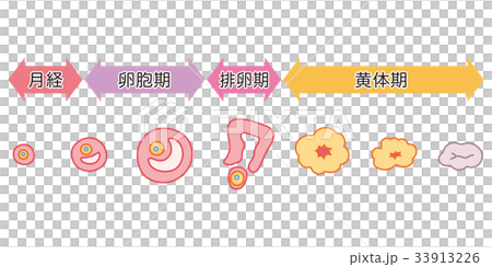 卵胞の変化 33913226