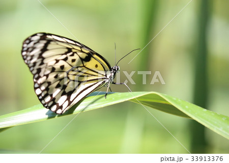 多摩動物公園昆虫館の蝶の写真素材