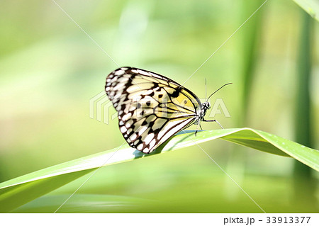 多摩動物公園昆虫館の蝶の写真素材
