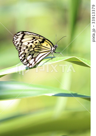 多摩動物公園昆虫館の蝶の写真素材