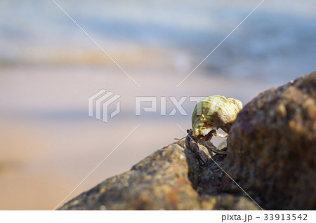 Hermit Crab on a beach 33913542