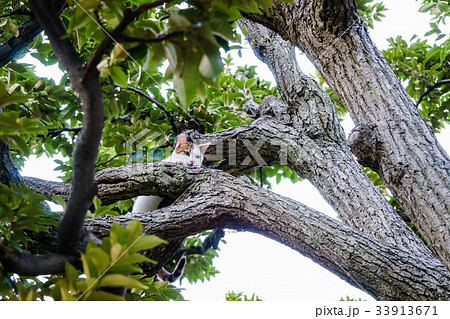 椎の木に登る野良猫 33913671