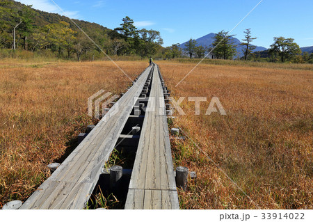 秋の尾瀬 上田代付近 33914022