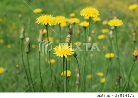 ブタナ ブタナ 33914175