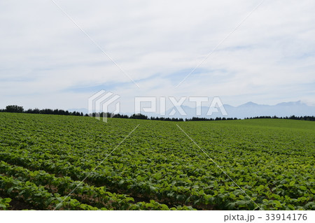 豆畑 豆畑 33914176