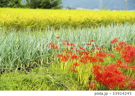 彼岸花咲く飛鳥の里秋景 彼岸花咲く飛鳥の里秋景 33914245