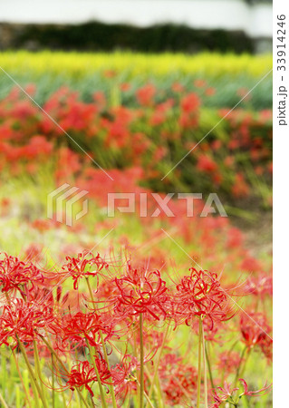 彼岸花咲く飛鳥の里秋景 33914246