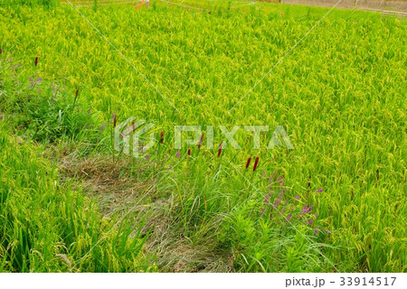 9月 稲の実り 畦道に咲く草花とガマの穂 33914517