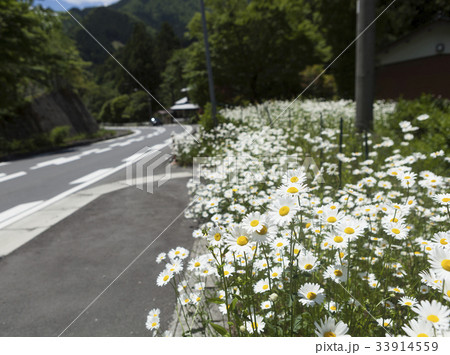 Road Flower 33914559