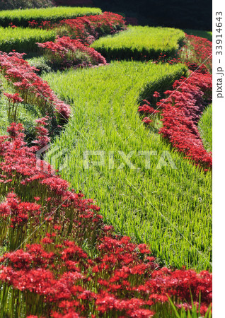 江里山の棚田 江里山の棚田 33914643