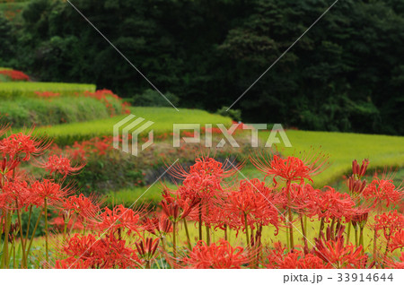 江里山の棚田 33914644