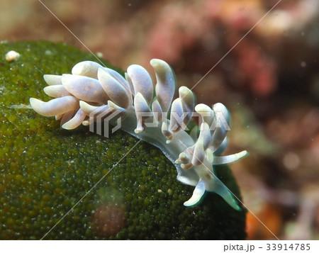 キッカミノウミウシ キッカミノウミウシ 33914785