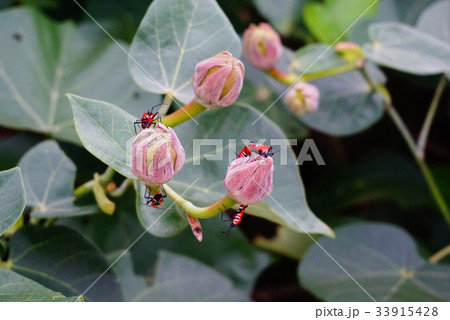 はな はな 33915428