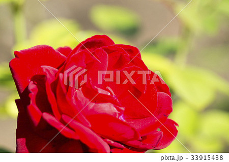 赤いバラの花一輪　 33915438