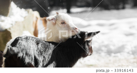 Two goats in winter cuddling 33916143