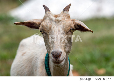 female goat portrait looking at you female goat portrait looking at you 33916177
