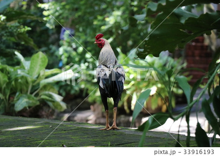 酉 おんどり そばだてる 33916193