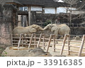 ゾウの愛 33916385