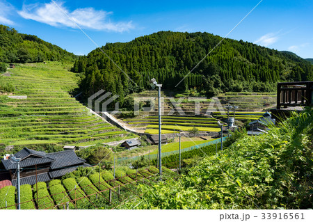星野村　石積の棚田 33916561
