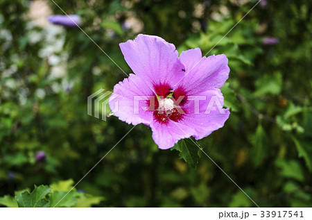 ムクゲ 韓国 植物 33917541