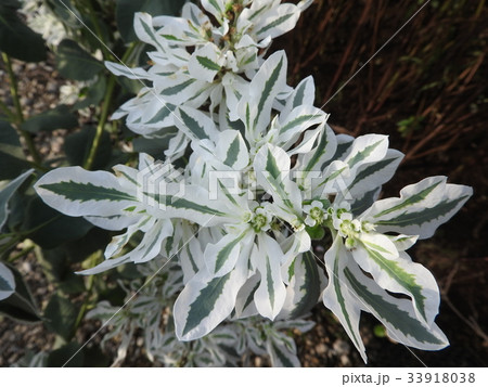 ハツユキソウの花は小さくて目立たないが、夏に雪が降り積もったように縁に白い斑が入る美しい葉が魅力的。 ハツユキソウの花は小さくて目立たないが、夏に雪が降り積もったように縁に白い斑が入る美しい葉が魅力的。 33918038