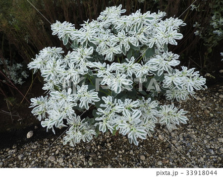 ハツユキソウの花は小さくて目立たないが、夏に雪が降り積もったように縁に白い斑が入る美しい葉が魅力的。 ハツユキソウの花は小さくて目立たないが、夏に雪が降り積もったように縁に白い斑が入る美しい葉が魅力的。 33918044