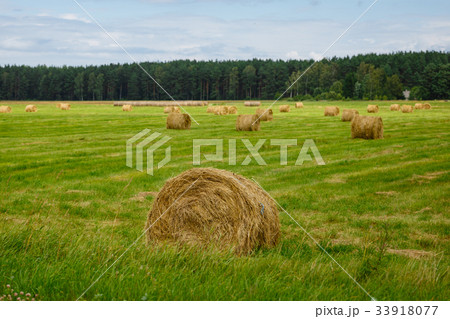 green meadow with hay rolls 33918077