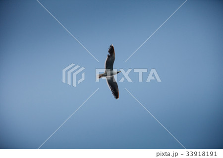 seagull flying in the sky 33918191