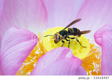 大賀ハスとハチ 大賀ハスとハチ 33918497