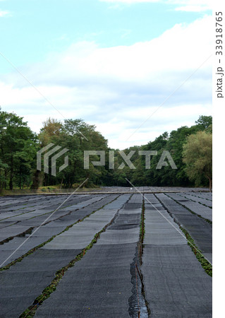 大王わさび農場 大王わさび農場 33918765