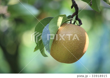 梨狩り 33918915