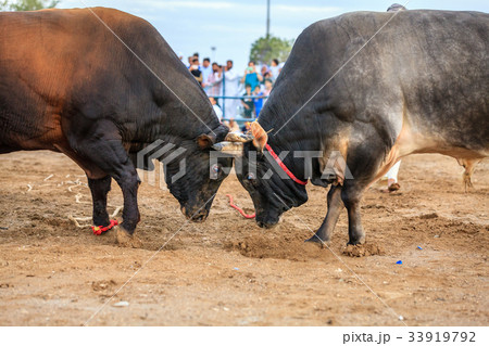 Bull fighting in Fujairah 33919792