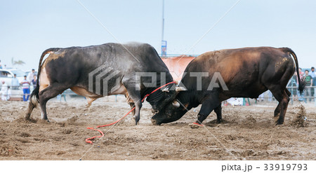 Bull fighting in Fujairah 33919793