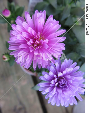 八重咲きアスター 33919803