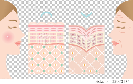 Young skin wrinkle skin cross section 33920125
