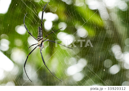 Spiders are trapping the pulp using spider webs. 33920312