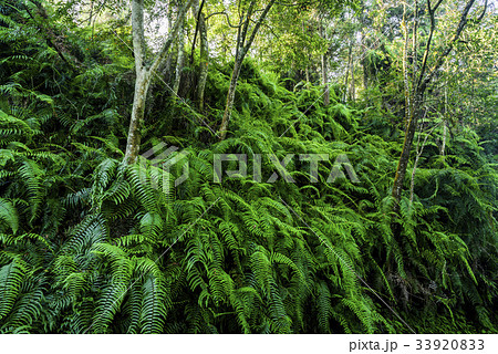 Natural green fern in the forest 33920833