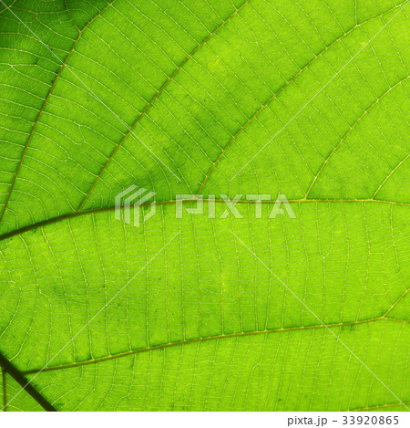 green cell structure texture of nature leaf green cell structure texture of nature leaf 33920865